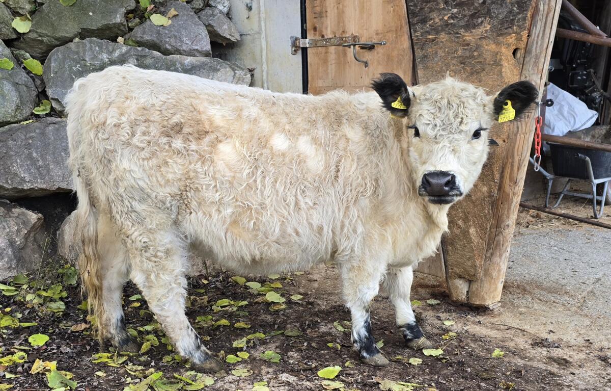 White, Black Galloway Kalbinnen 2