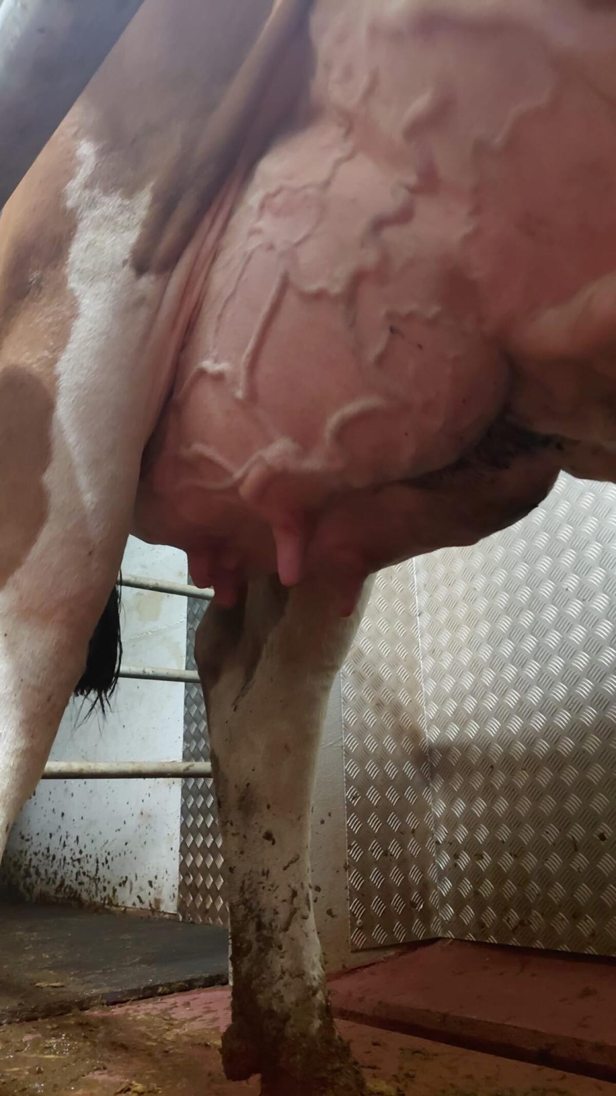 Fleckvieh-Kuh aus Bio-Heumilch-Betrieb 1