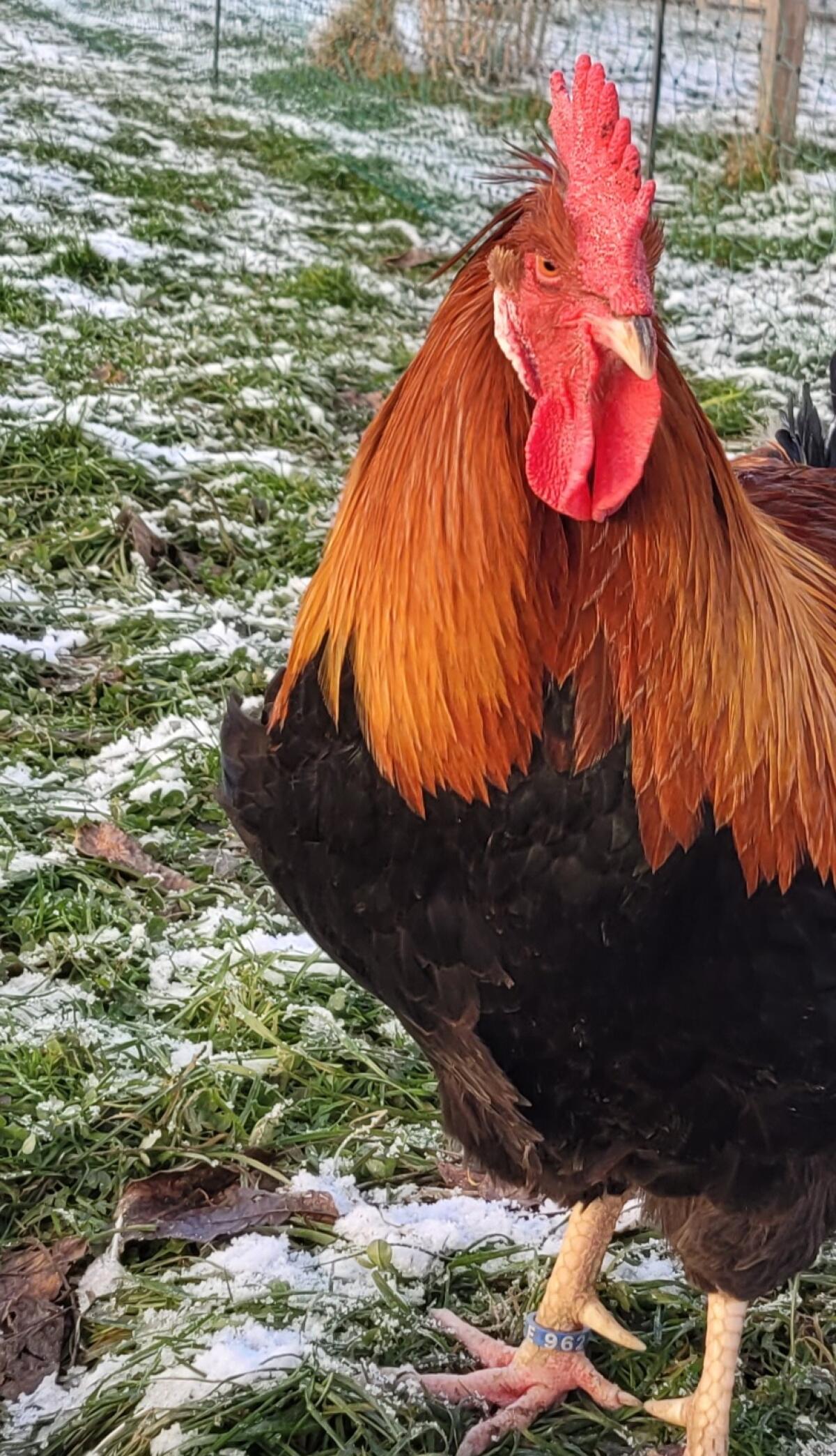 Reinrassiger Sulmtalerhahn, Übergabe ggf. auch in Linz möglich 3