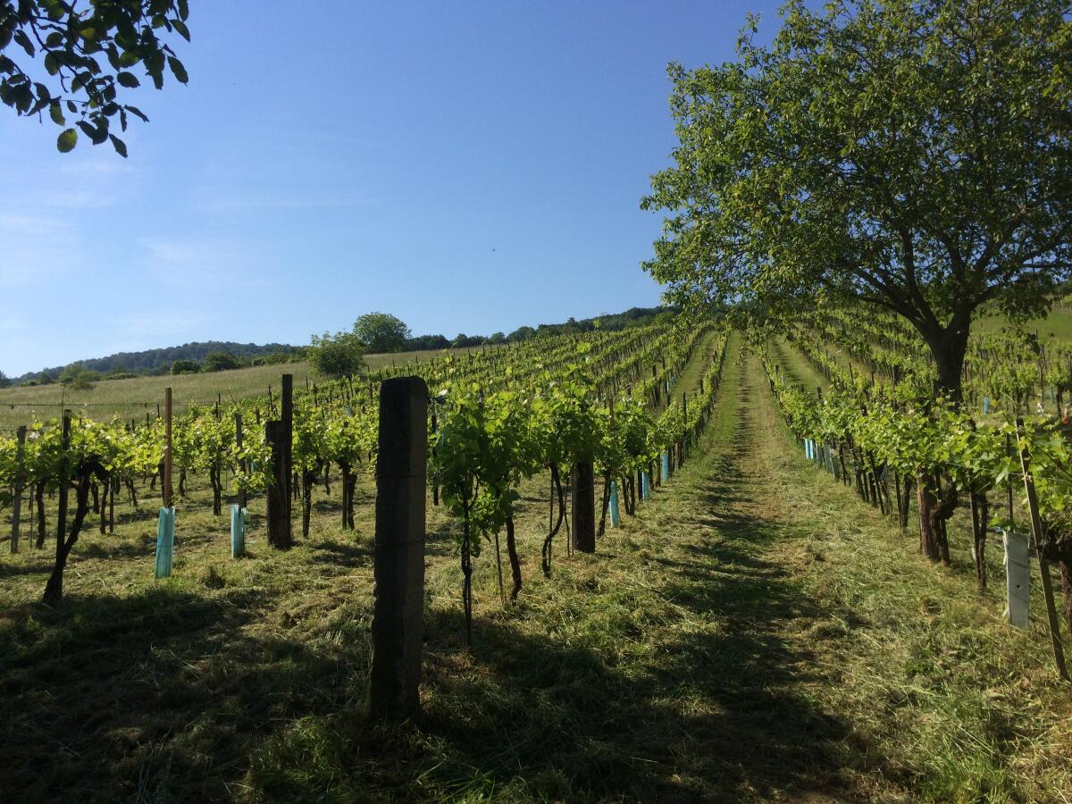 Weingarten zu verpachten, Baumgarten am Tullnerfeld 2
