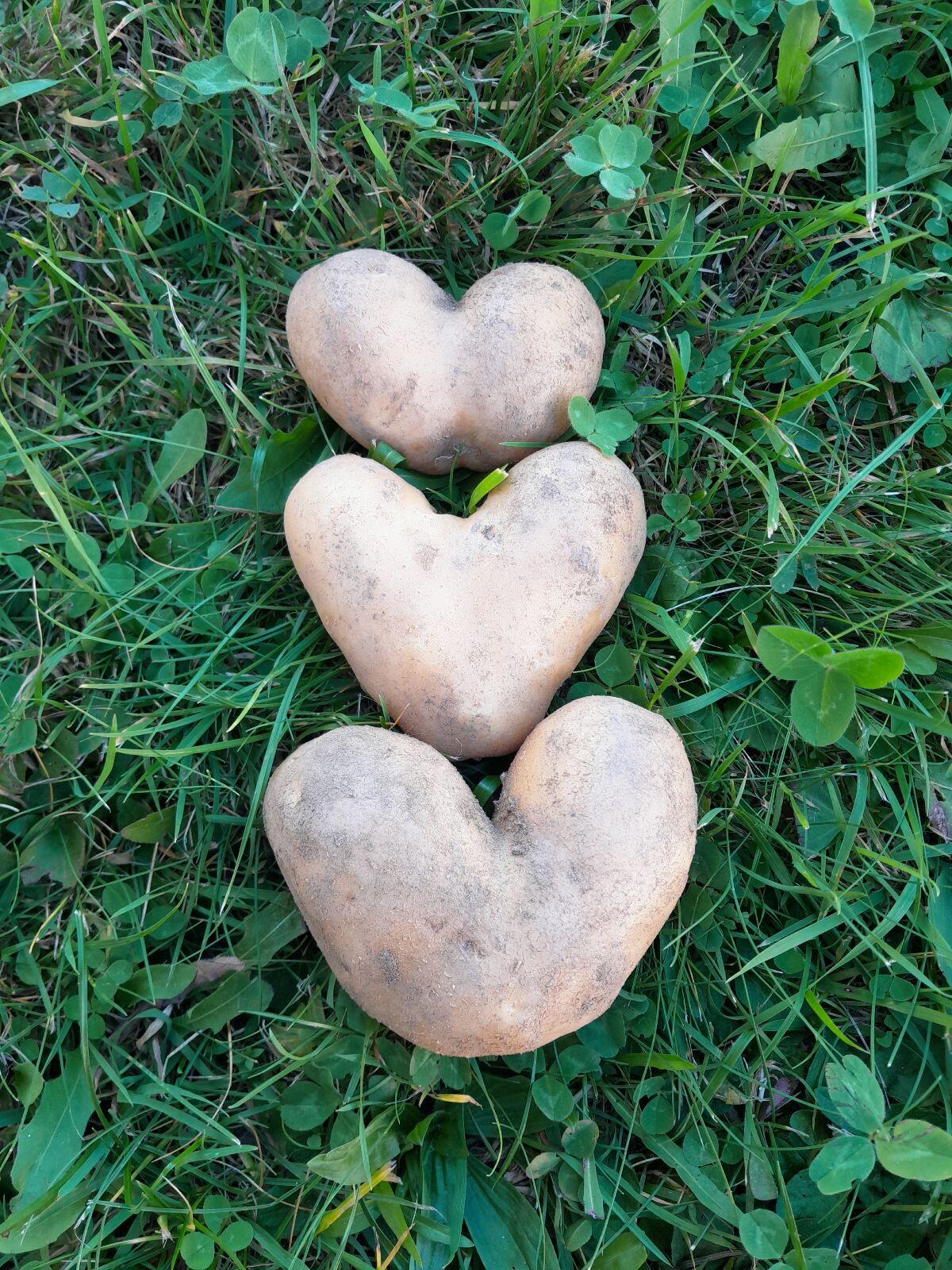 Speisekartoffeln Ditta - Zustellung österreichweit möglich 1