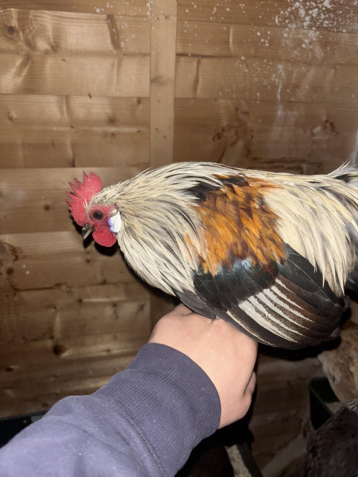 Holländische Zwerghühner 2