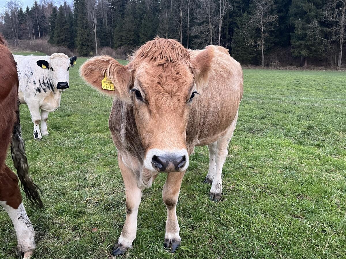 Trächtige Murbodner 3