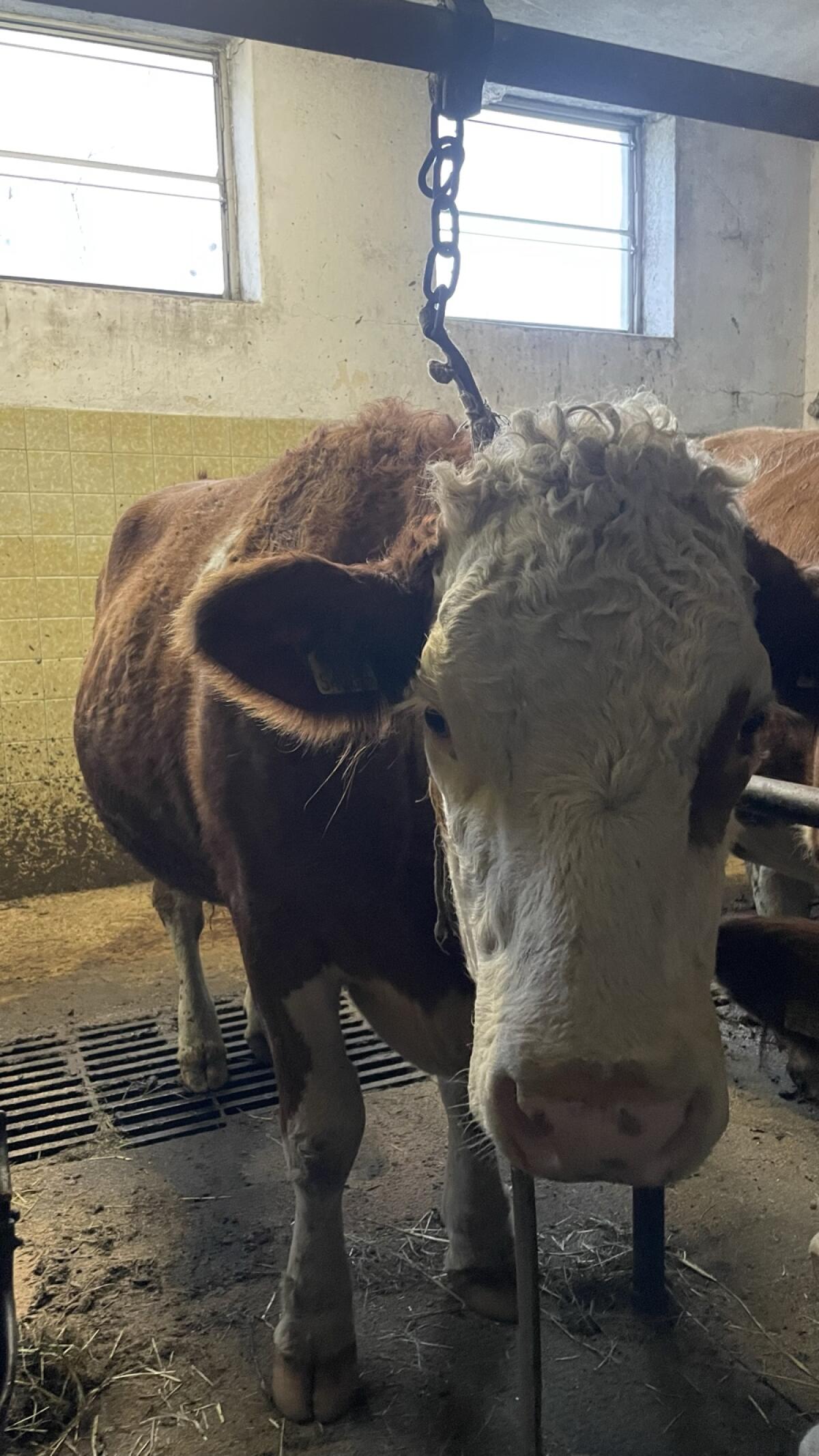 Bio Fleckviehkalbin trächtig 3