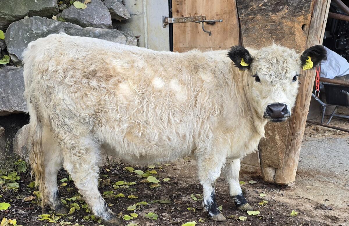 White, Black Galloway Kalbinnen 1