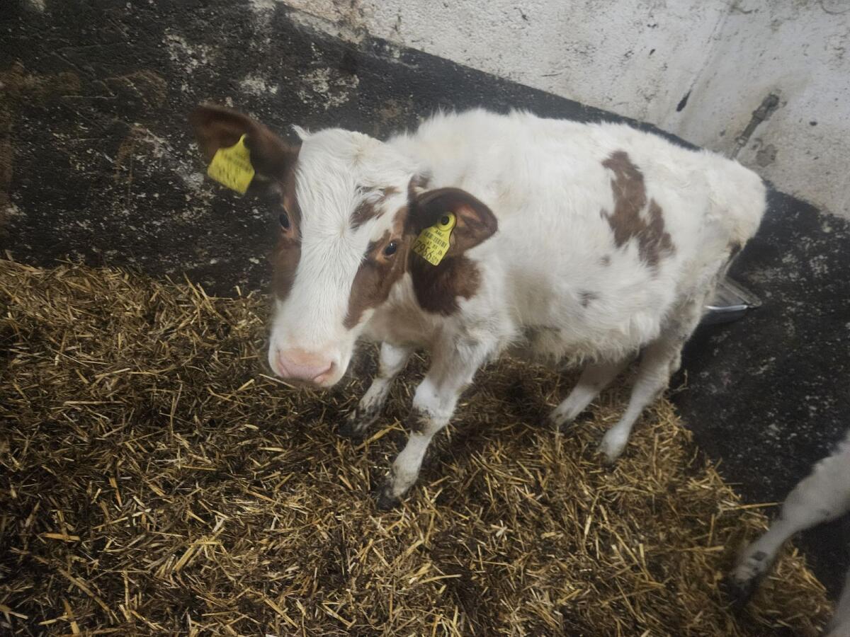 Holstein Stierkälber 3