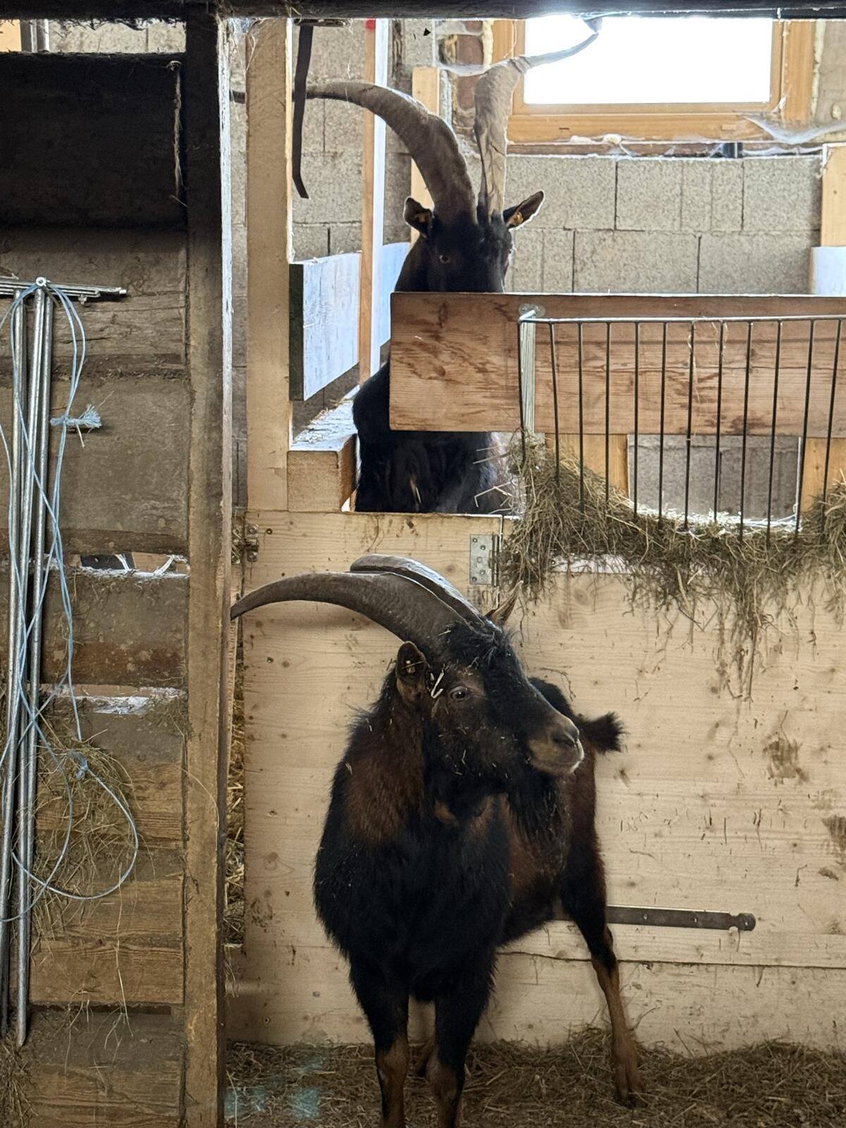 Aosta Bock 1,5 Jahre 2