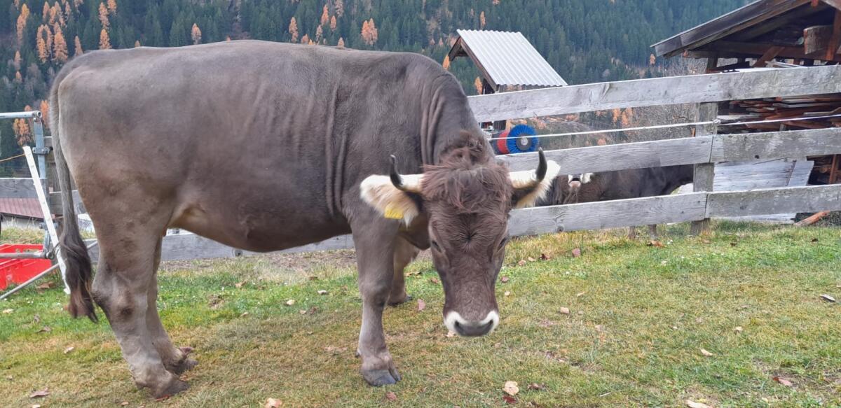 Original Braunvieh Kalbin 3