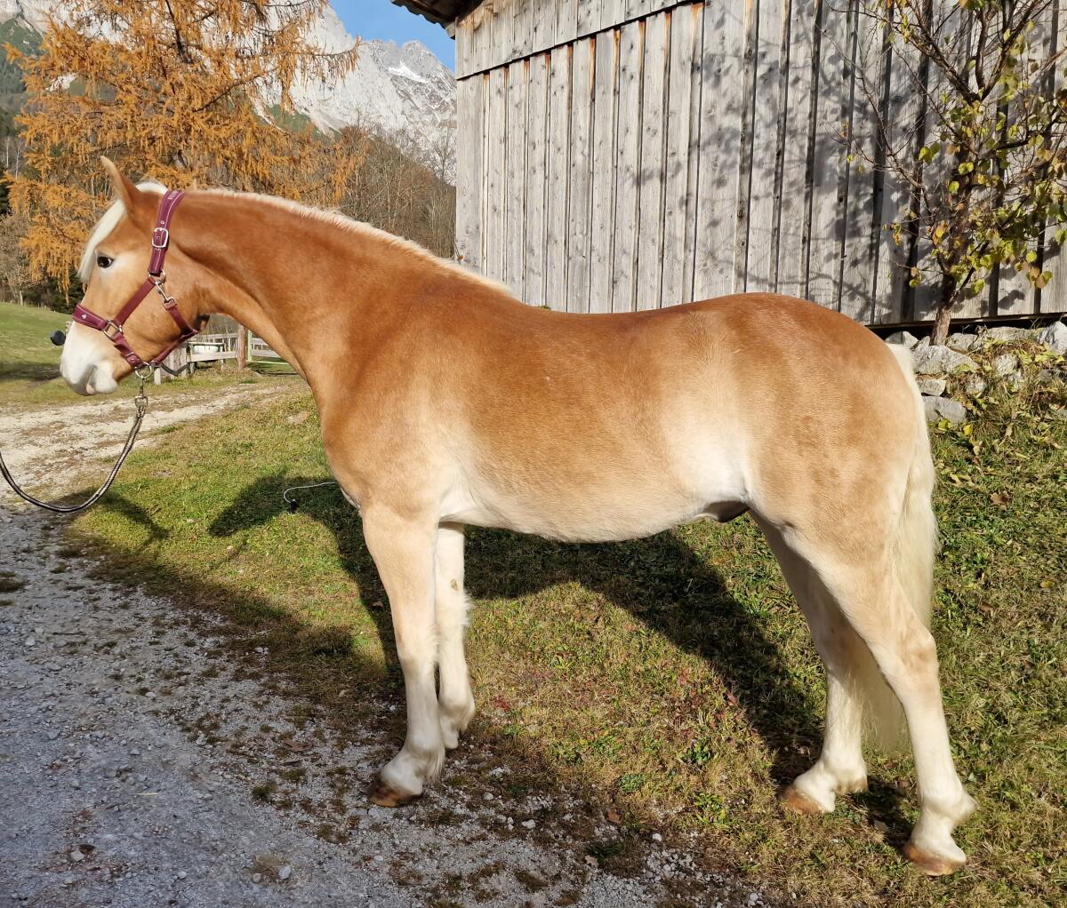 Haflingerwallach Bertoli-W 2