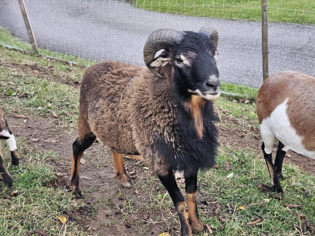 Schafbock 1