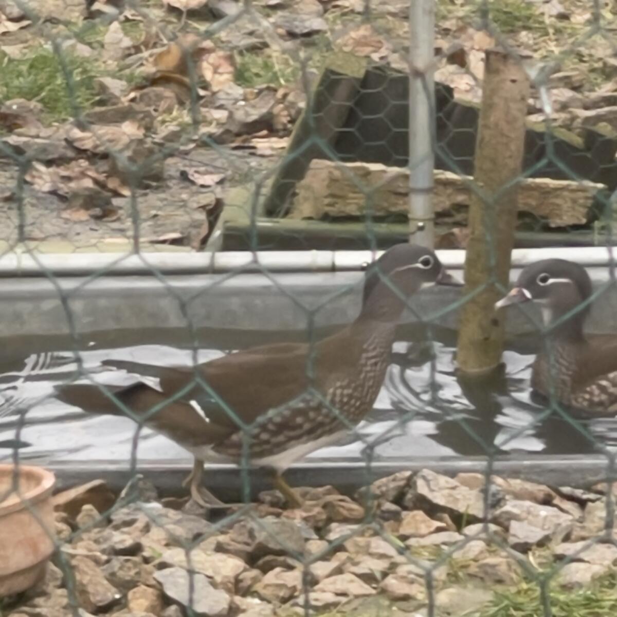 Mandarinentenpärchen (Geschwister) 3