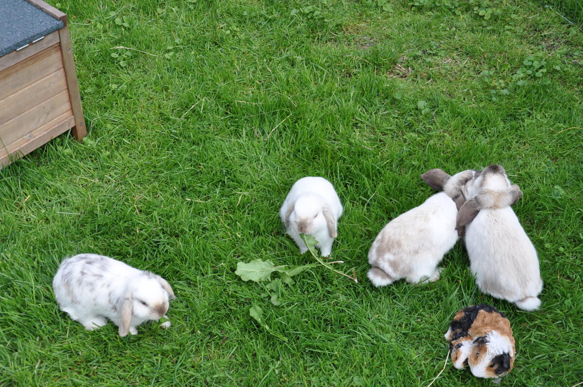 Zwergwidder Jungtiere Außenhaltung 1