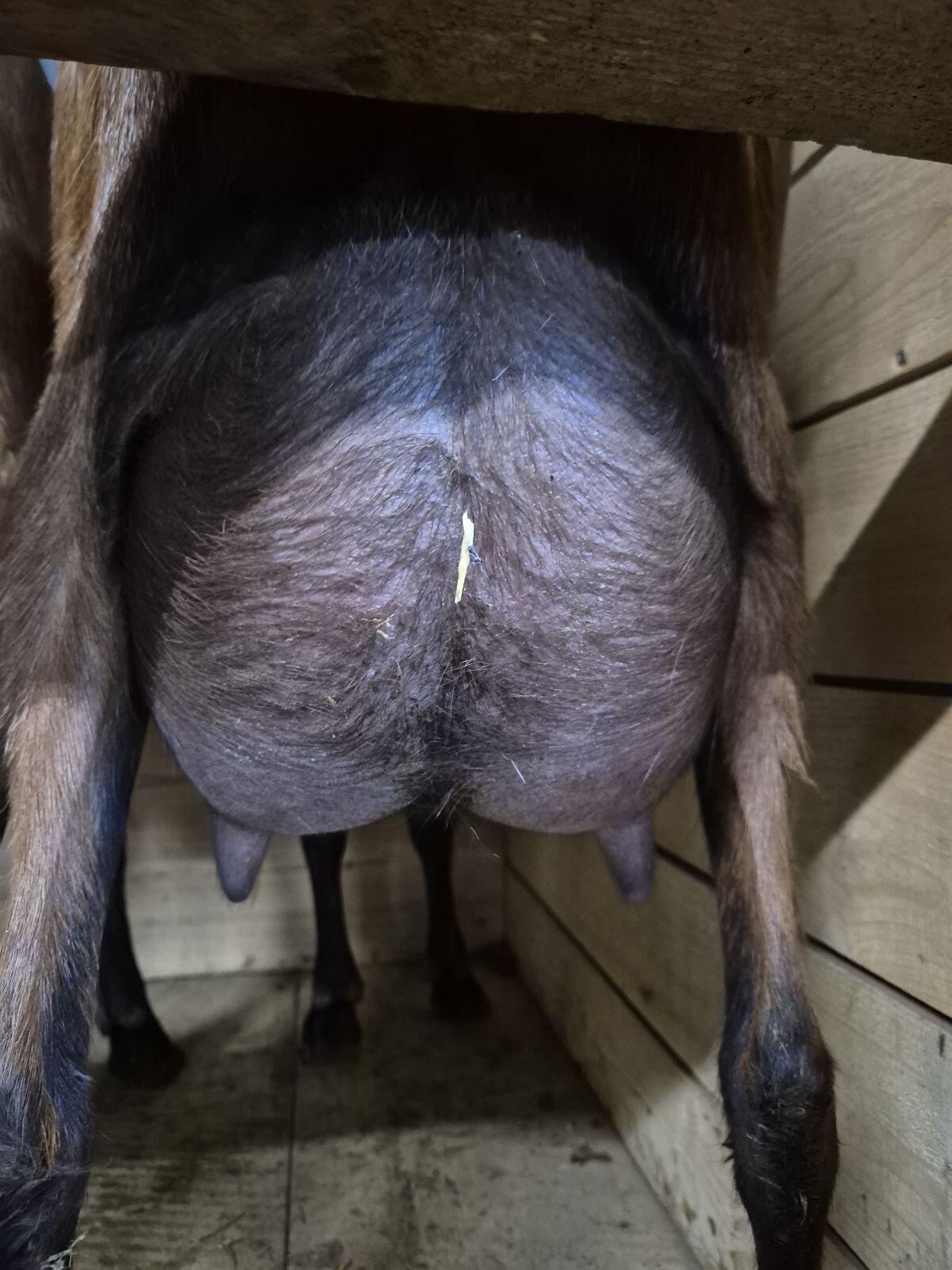 GGZ Zuchtkitze weibl. 3