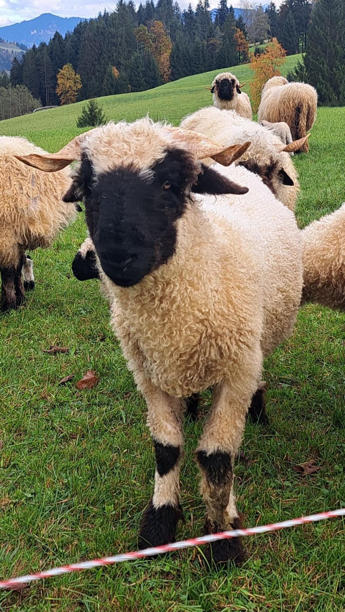 Walliser Schwarznasen 3