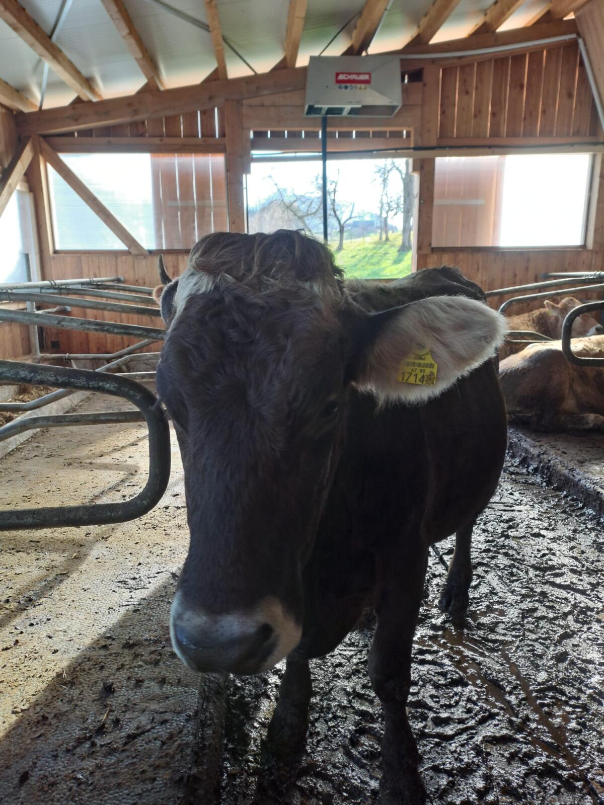 Braunvieh Kalbin, ev. als Ammenkuh 1