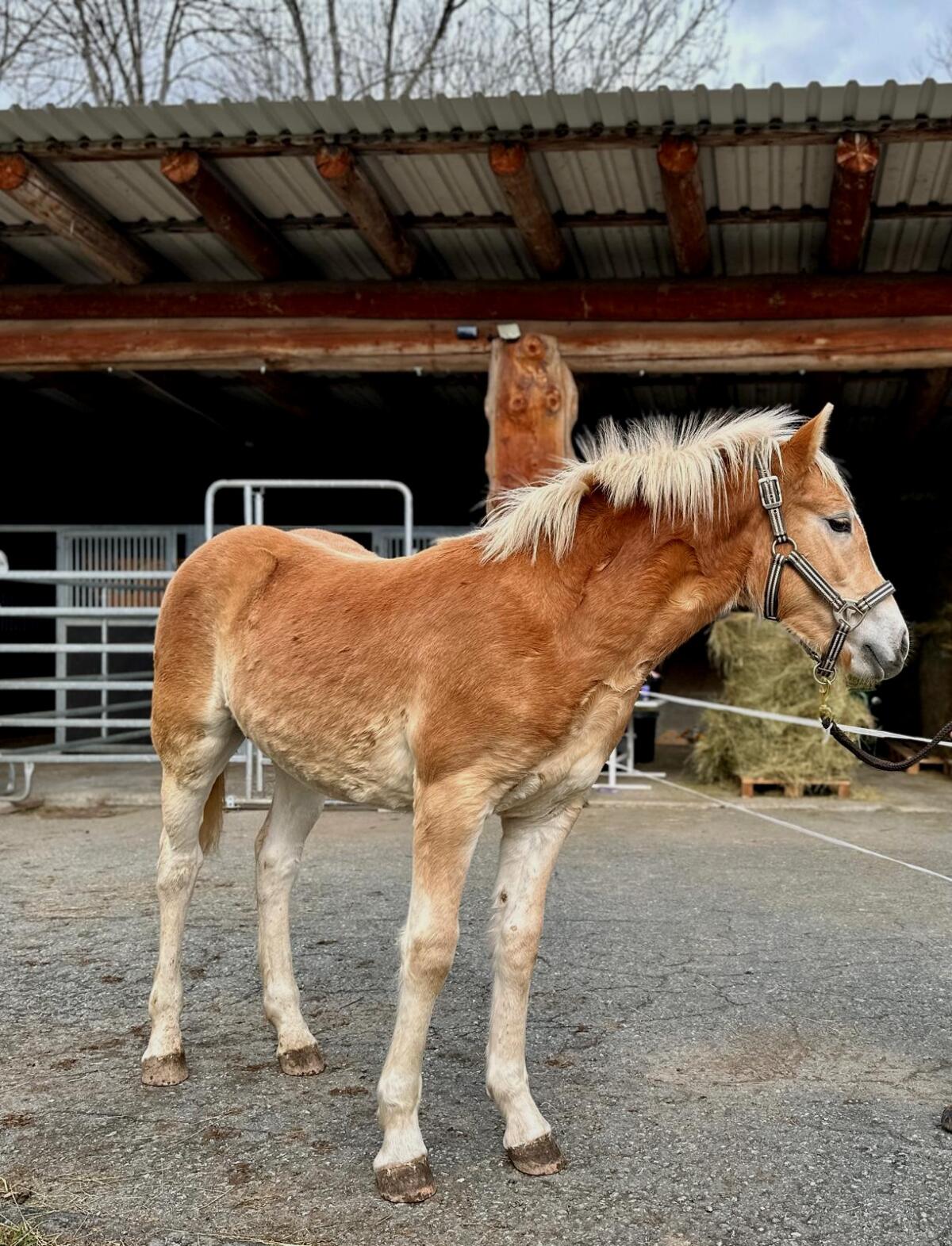 Tiroler Haflinger-Hengstfohlen nach Weltsiegerhengst Stainz 3