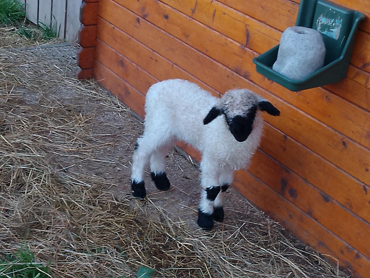 Walliser Schwarznasenschafe 2