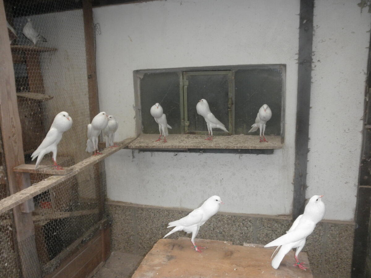 Brünnerkröpfer Weiß 2