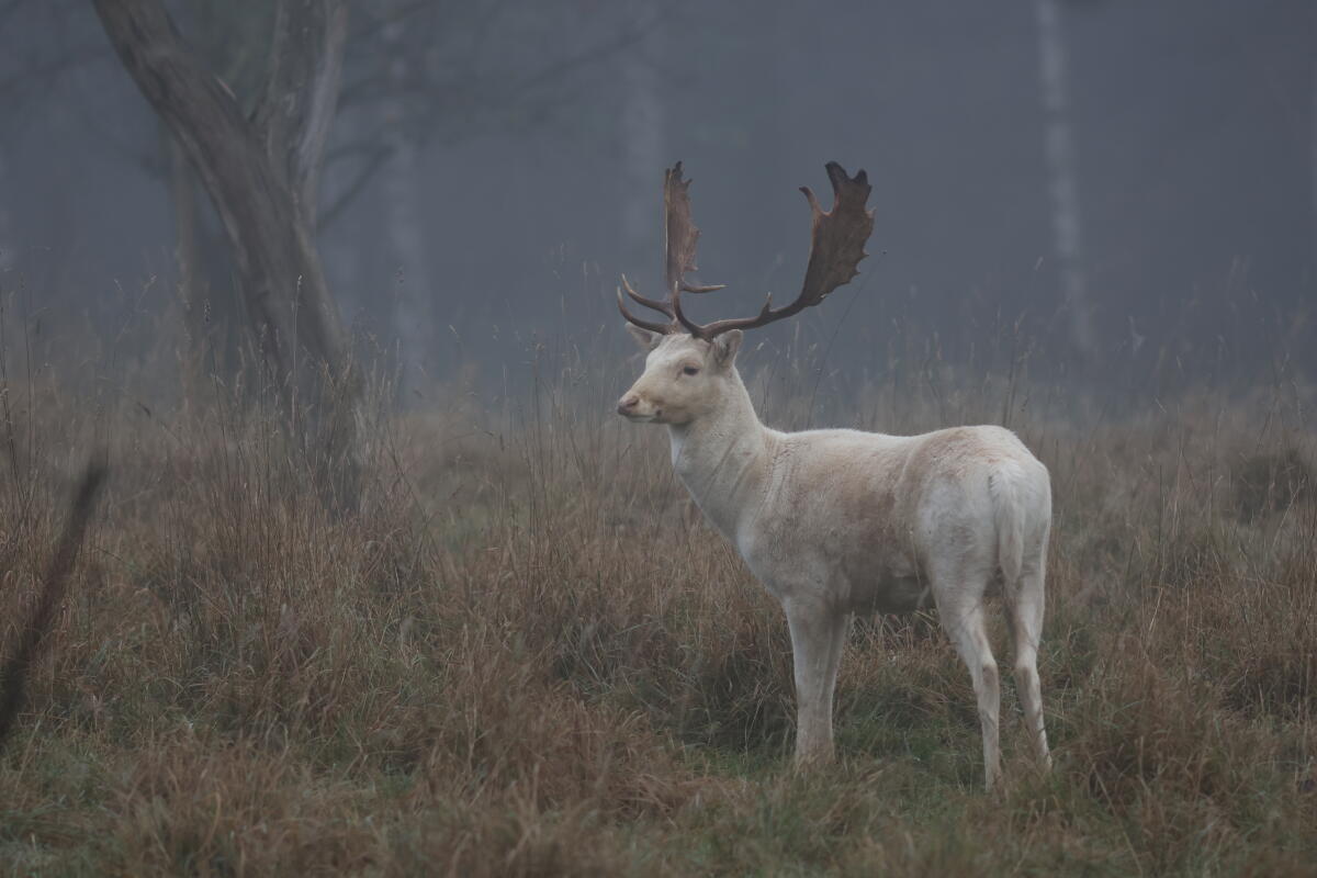 Damhirsch - Zuchthirsch 3