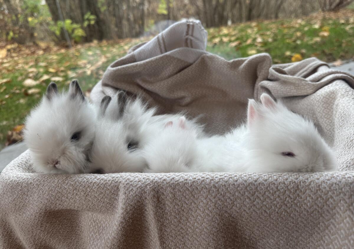 Teddyzwergkaninchen 3