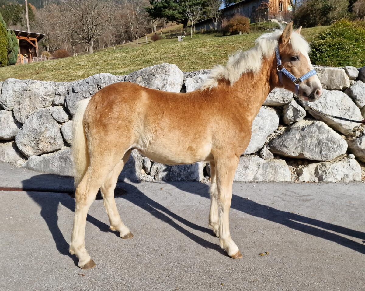 Hengstfohlen Stevio-W 3