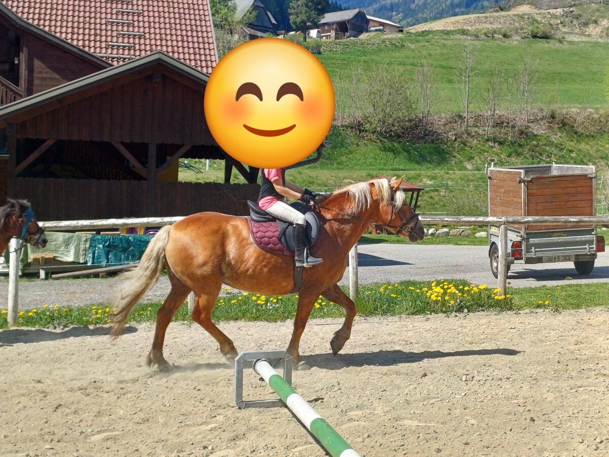 21-jährige Haflingerstute 2