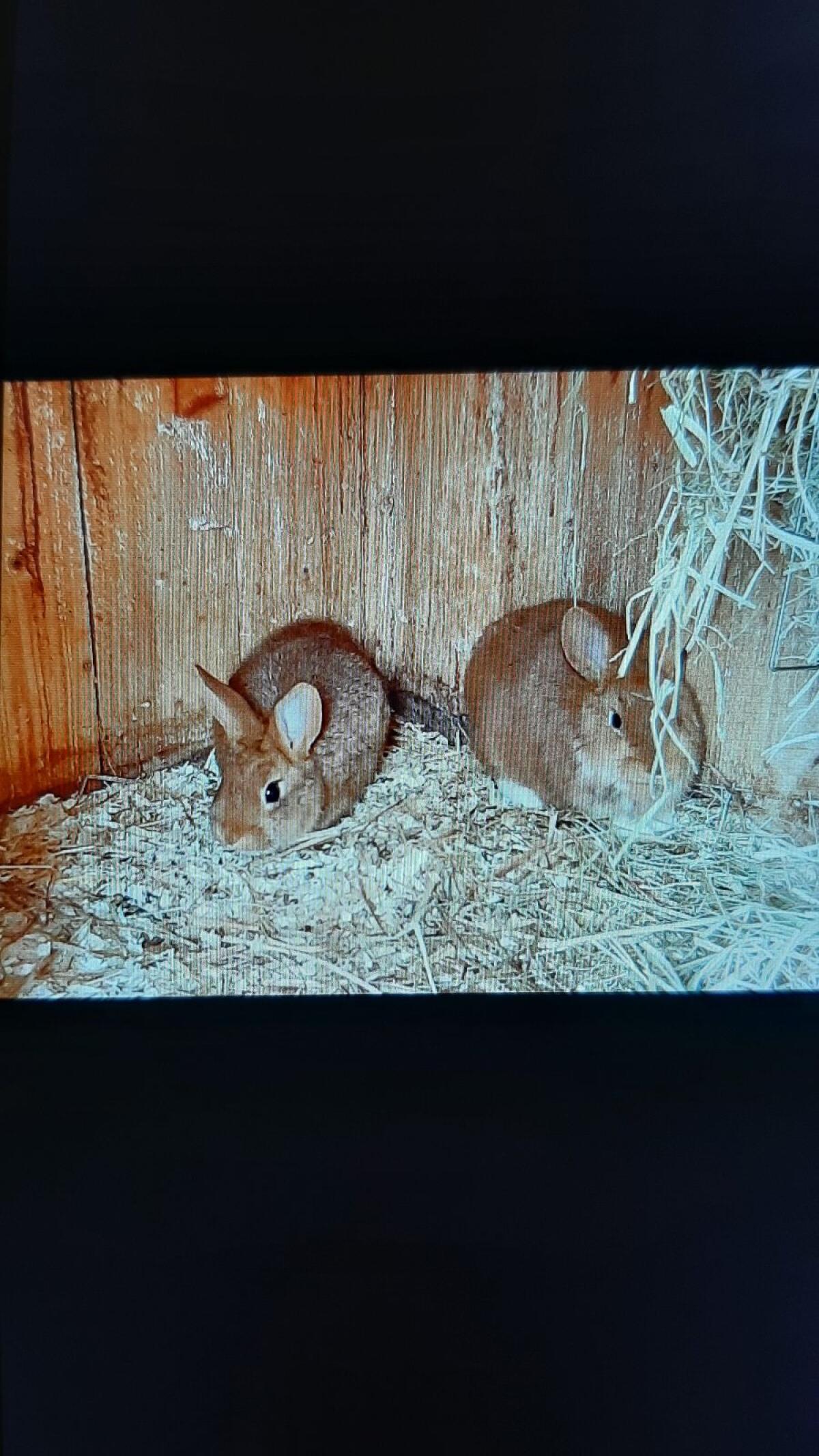 Zwergkaninchen Mix 2