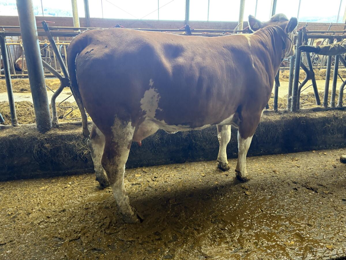 Jungkuh, 33 kg Milch 3