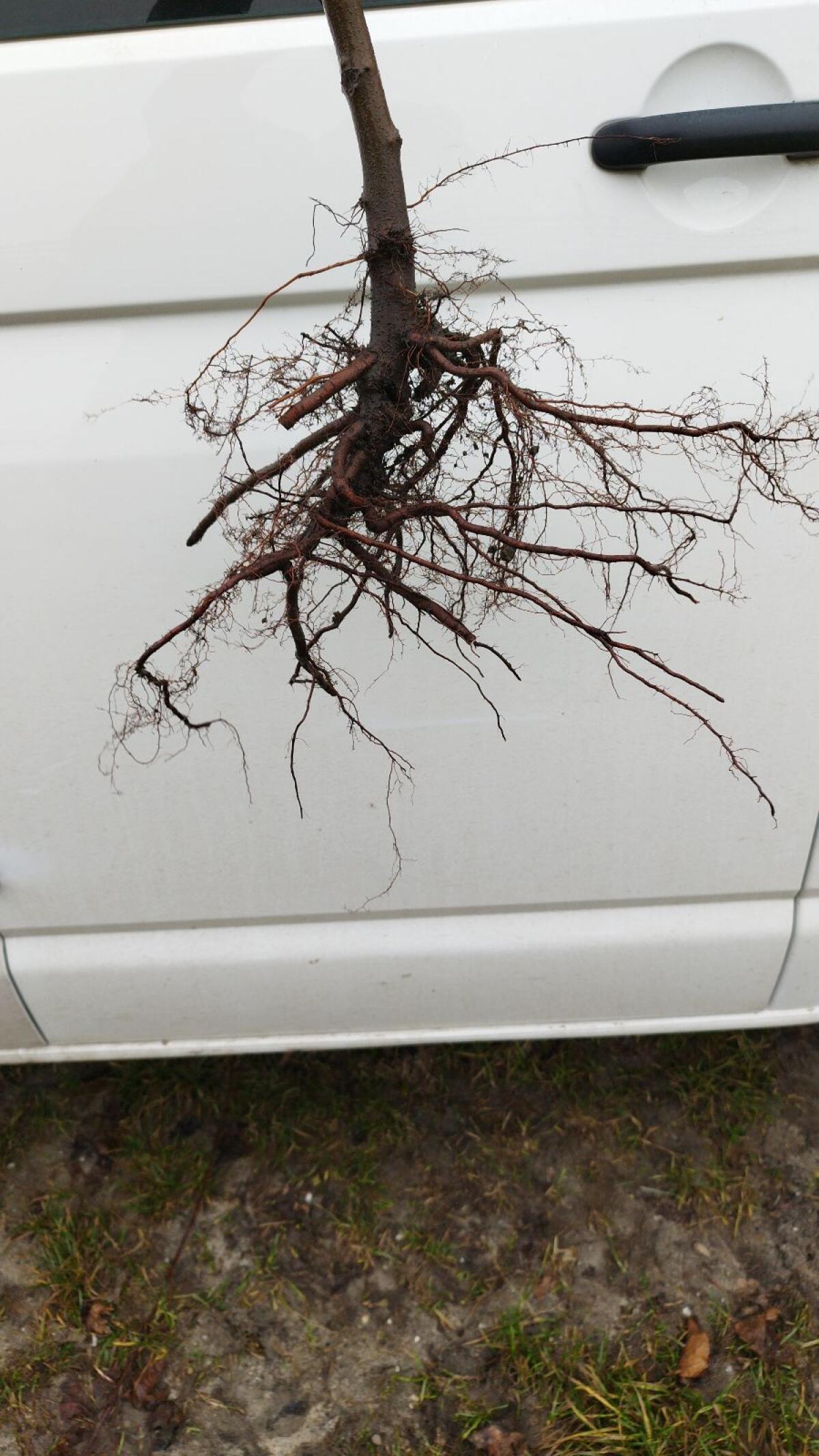 Bäume Williams Birne ca. 70 Stk. 2