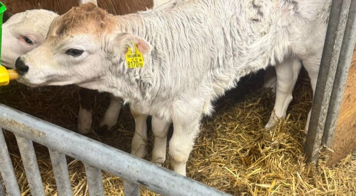 Grauvieh Zuchtkalb 3