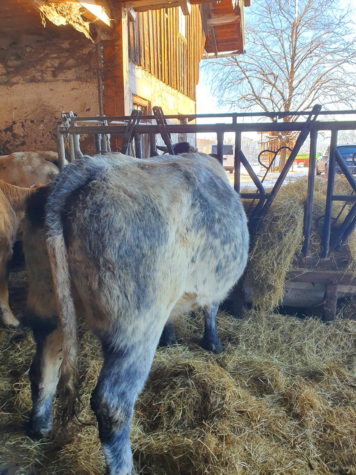Mutterkuh, weiß-blauer Belgier, Bio 1