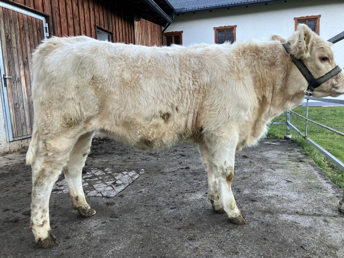 BIO-Charolaiskalbin 2