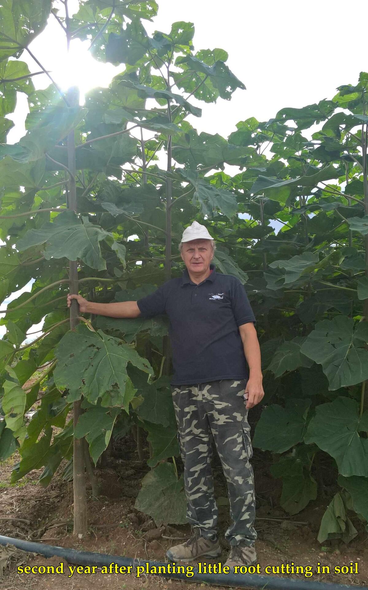 Paulownia Kiribaum Blauglockenbäume, einjährige Wurzelstöcke 2