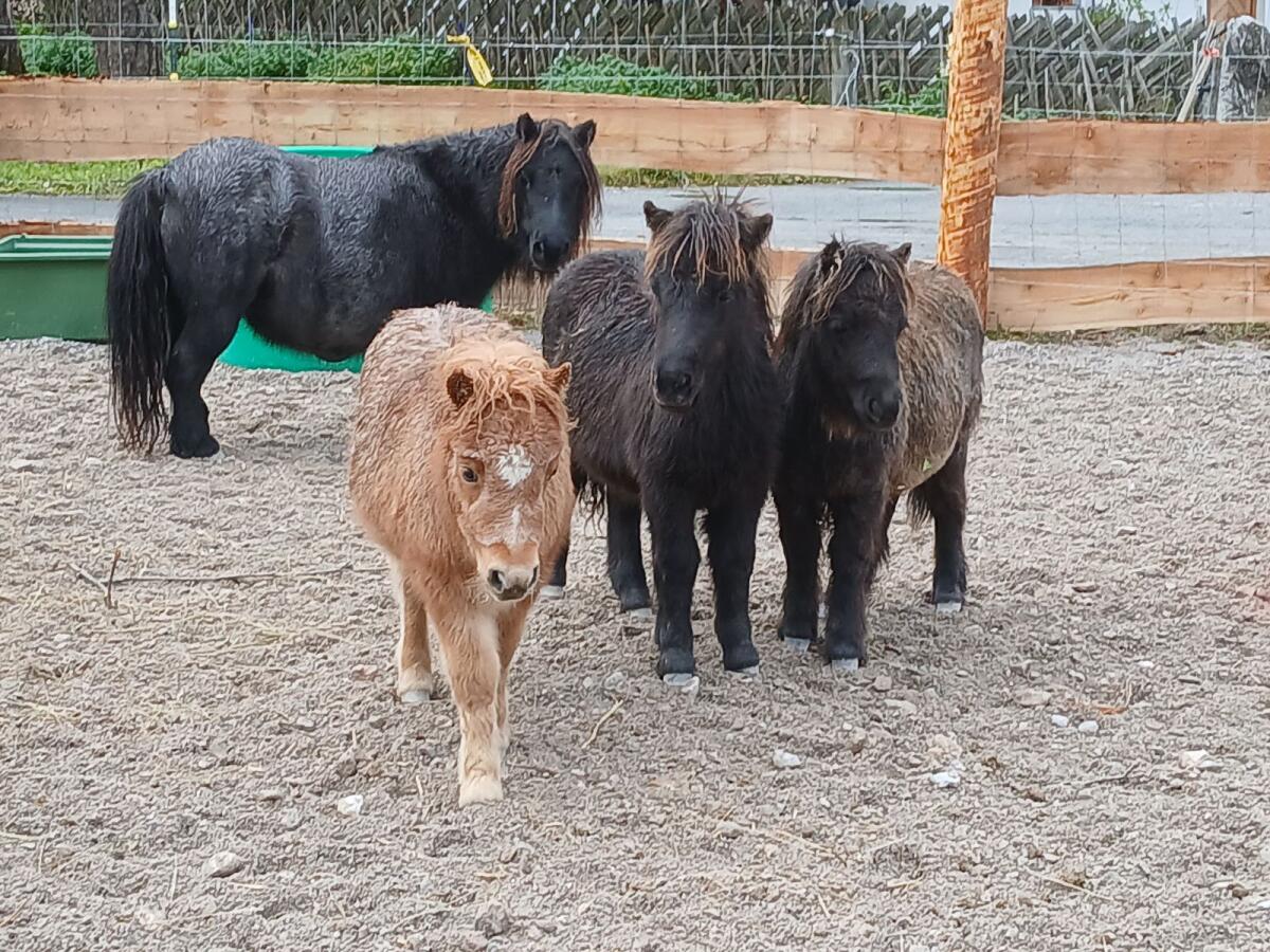 Minishetlandpony Fohlen 1