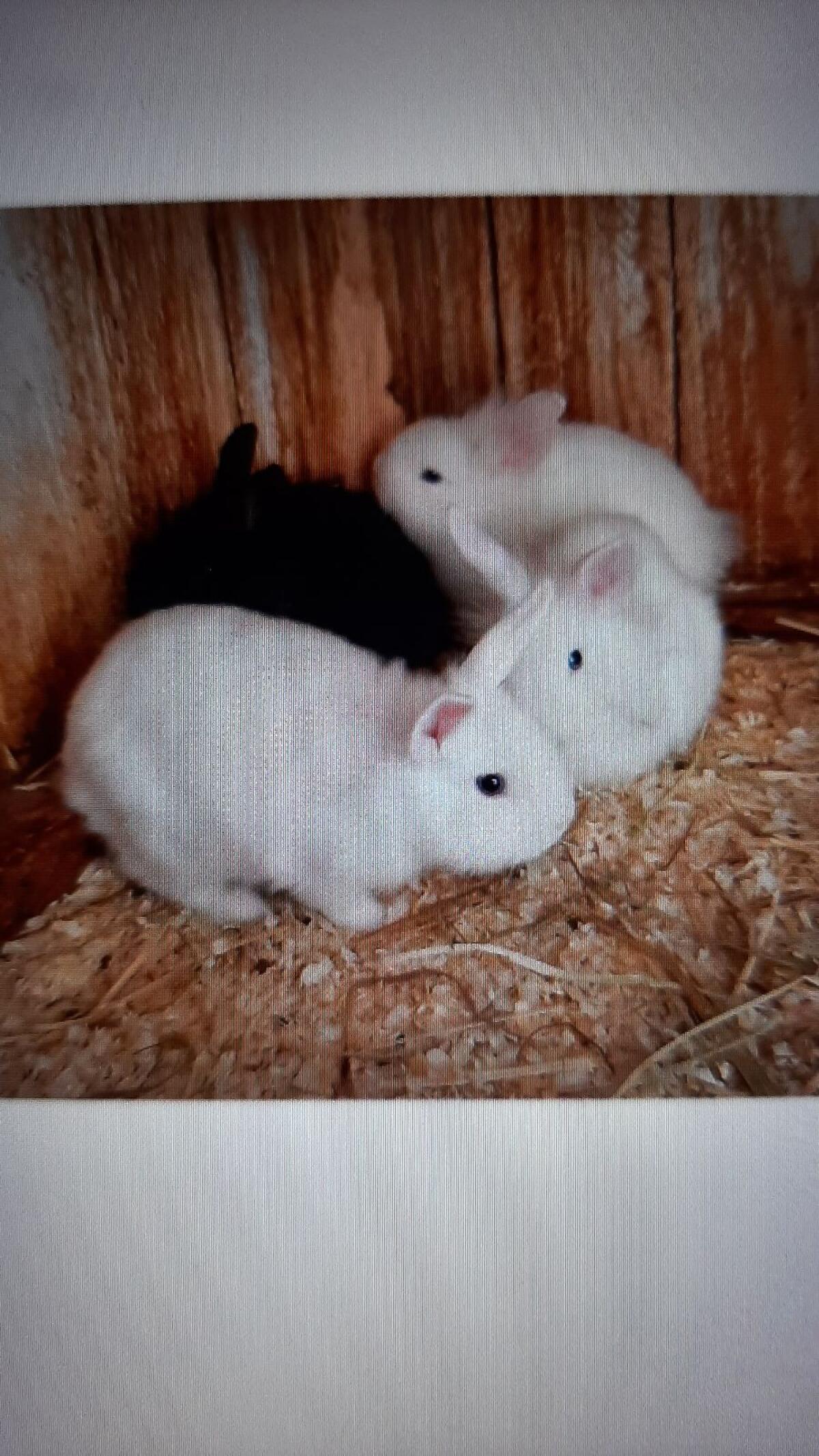 Löwenkopf-Mix Kaninchen 2