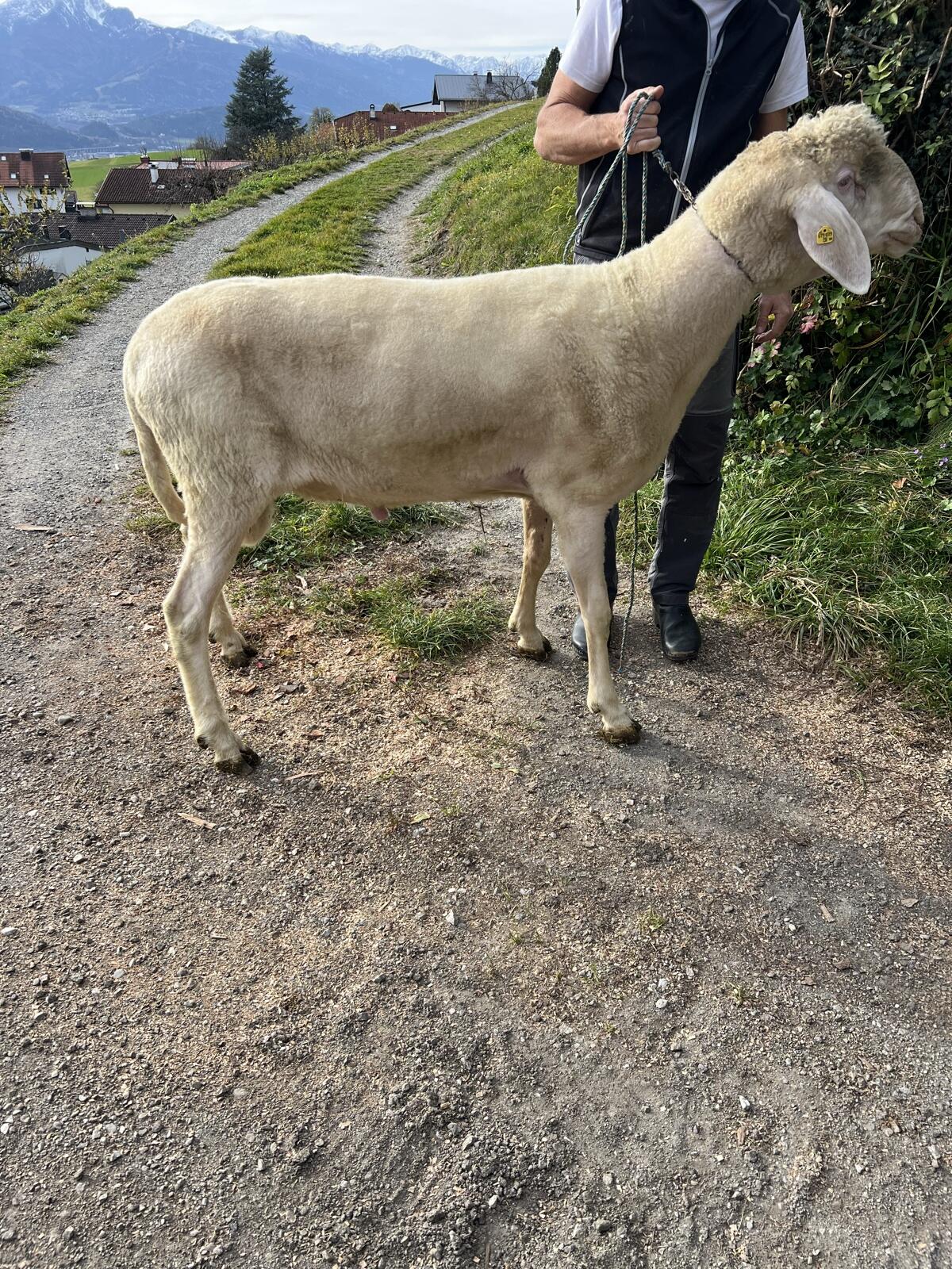 Verkaufe Hb Bergschafwidder 1