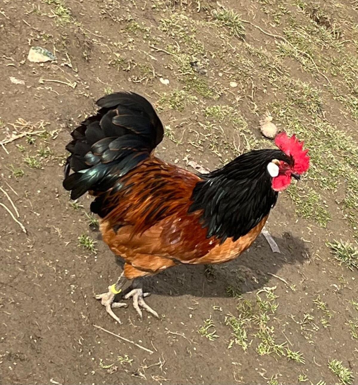 Vorwerk Jungtiere und Bruteier 2