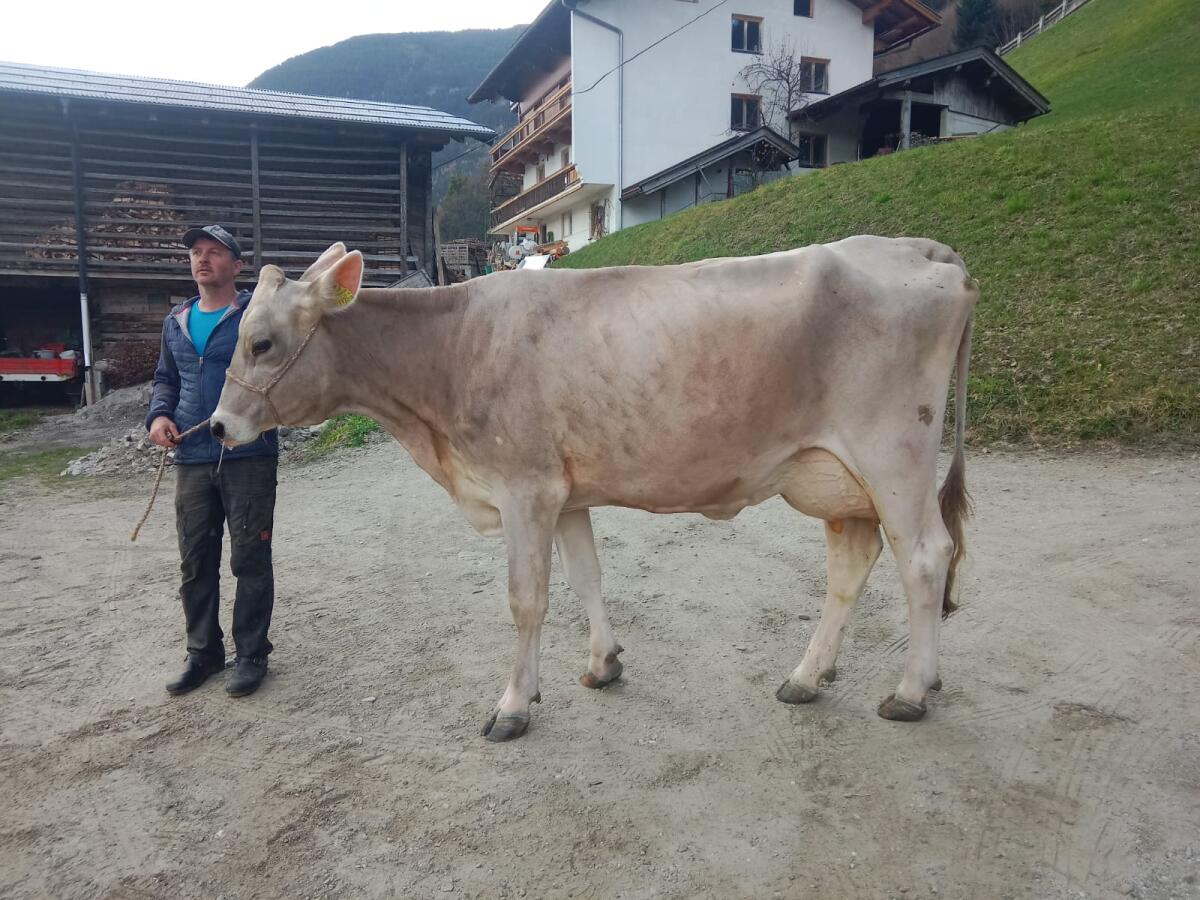 Brown Swiss Erstlingskuh 2
