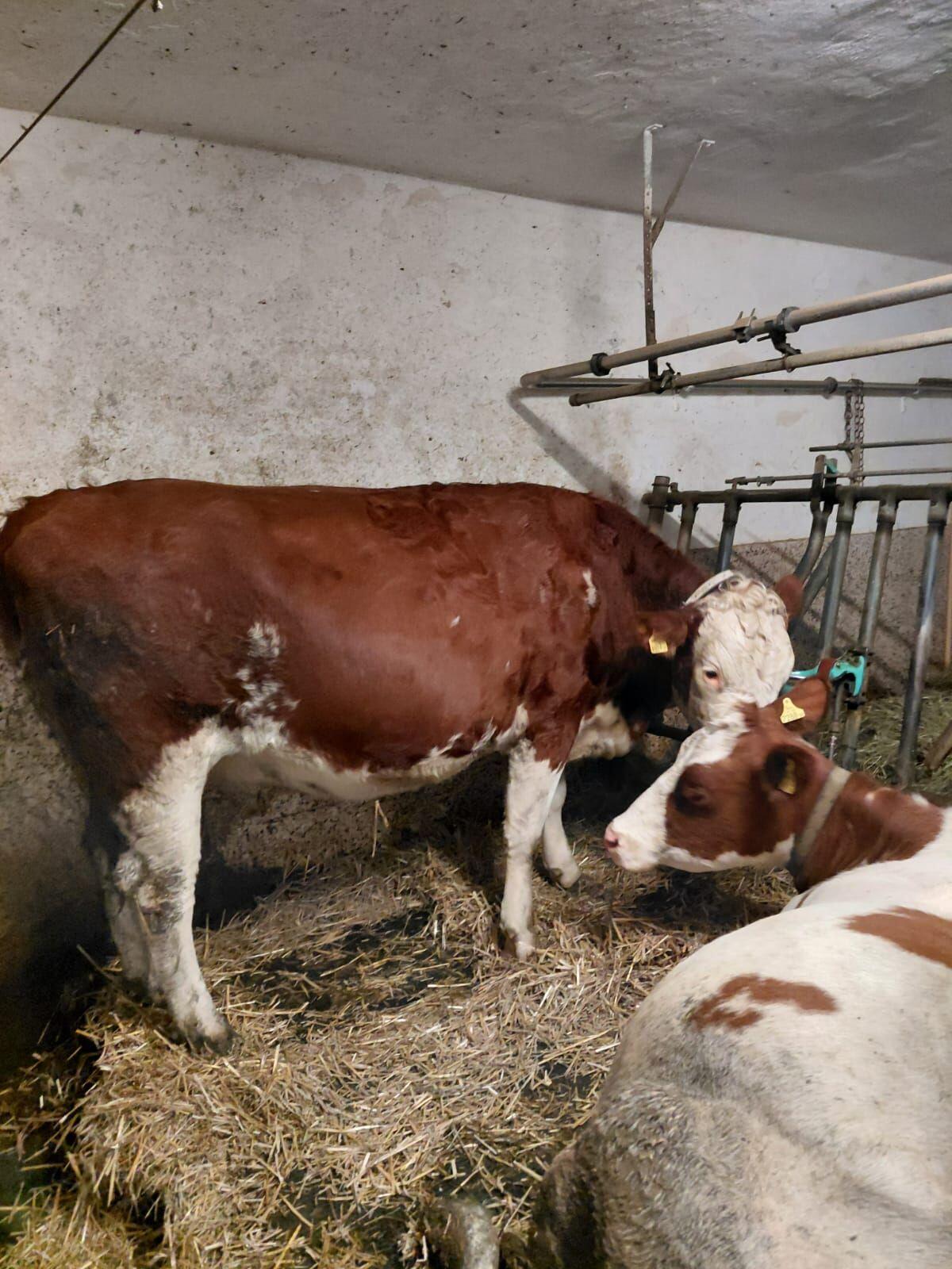 FV Kalbin hochträchtig 1