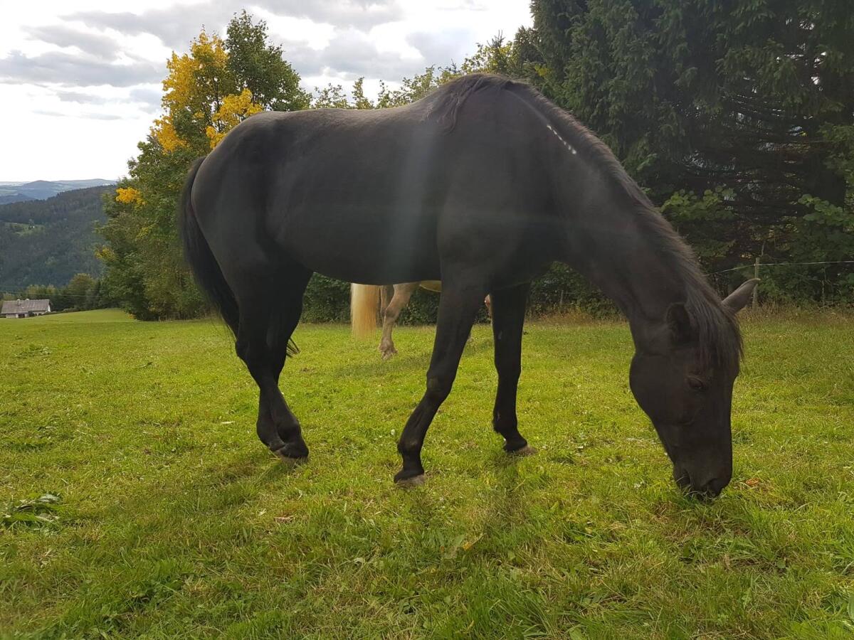 Beistellpferd zu verschenken 1
