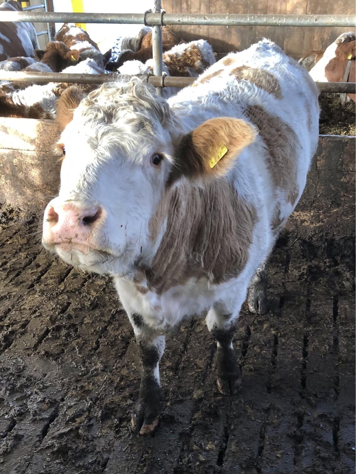 Verkaufe sehr schöne Kalbin für Mutterkuh 3