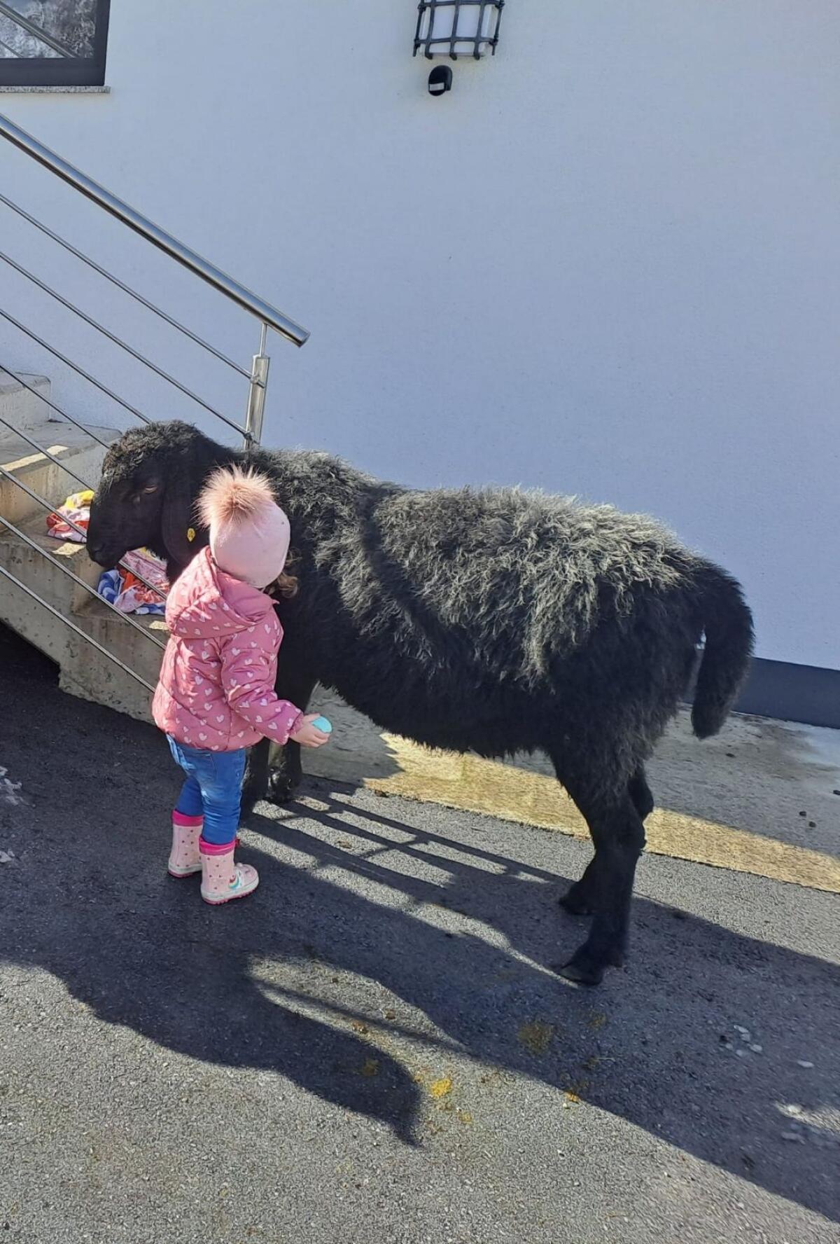 Brauner HB Bergschafwidder 2