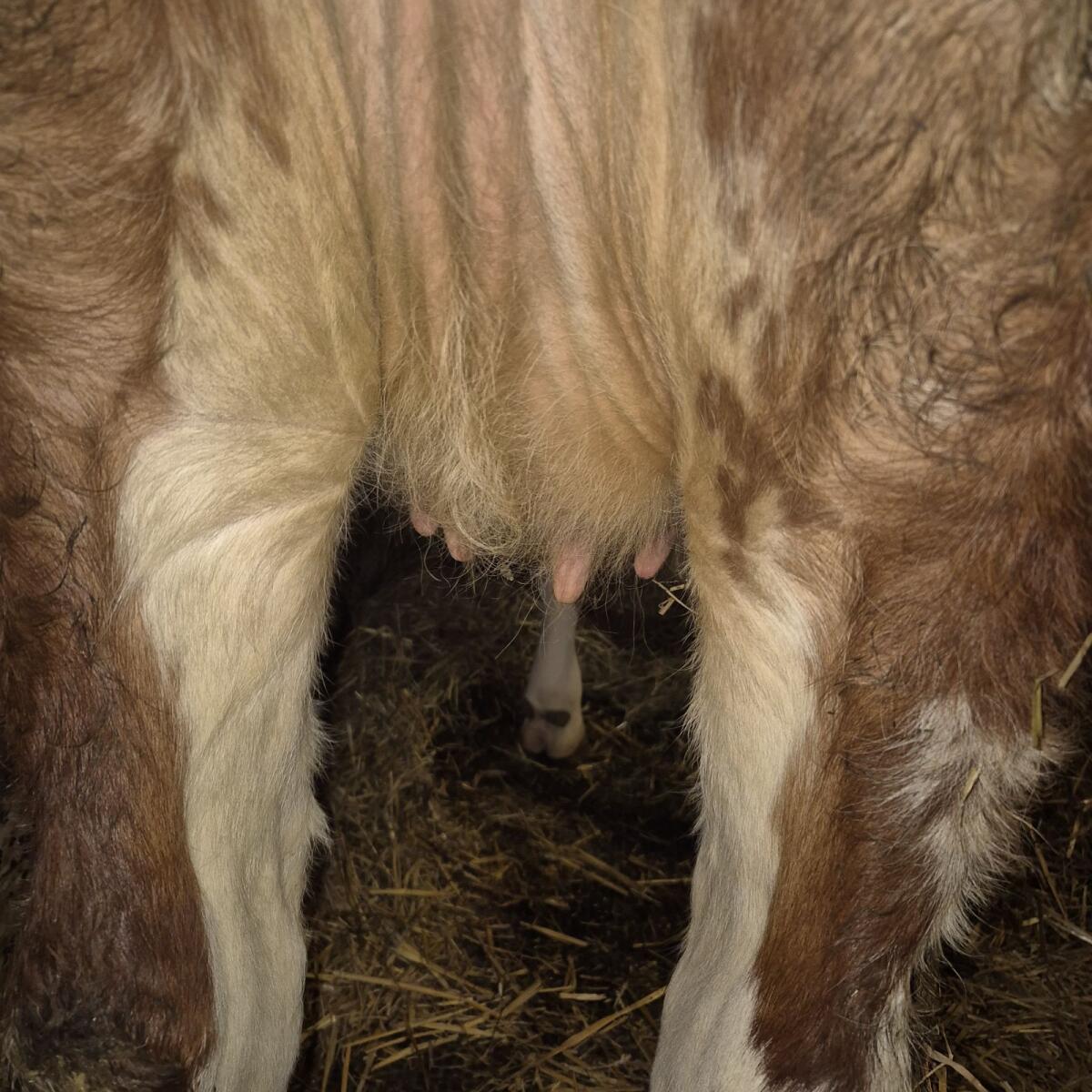 FV Kalbin hochträchtig 2