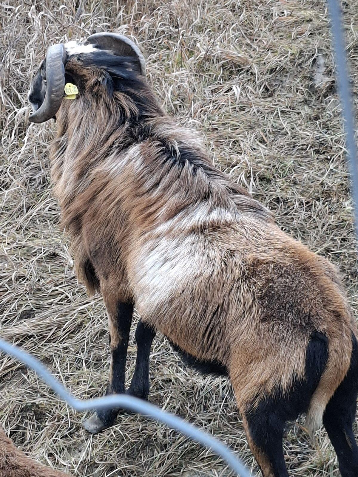 Kamerun Schaf Bock zum Abgeben 2