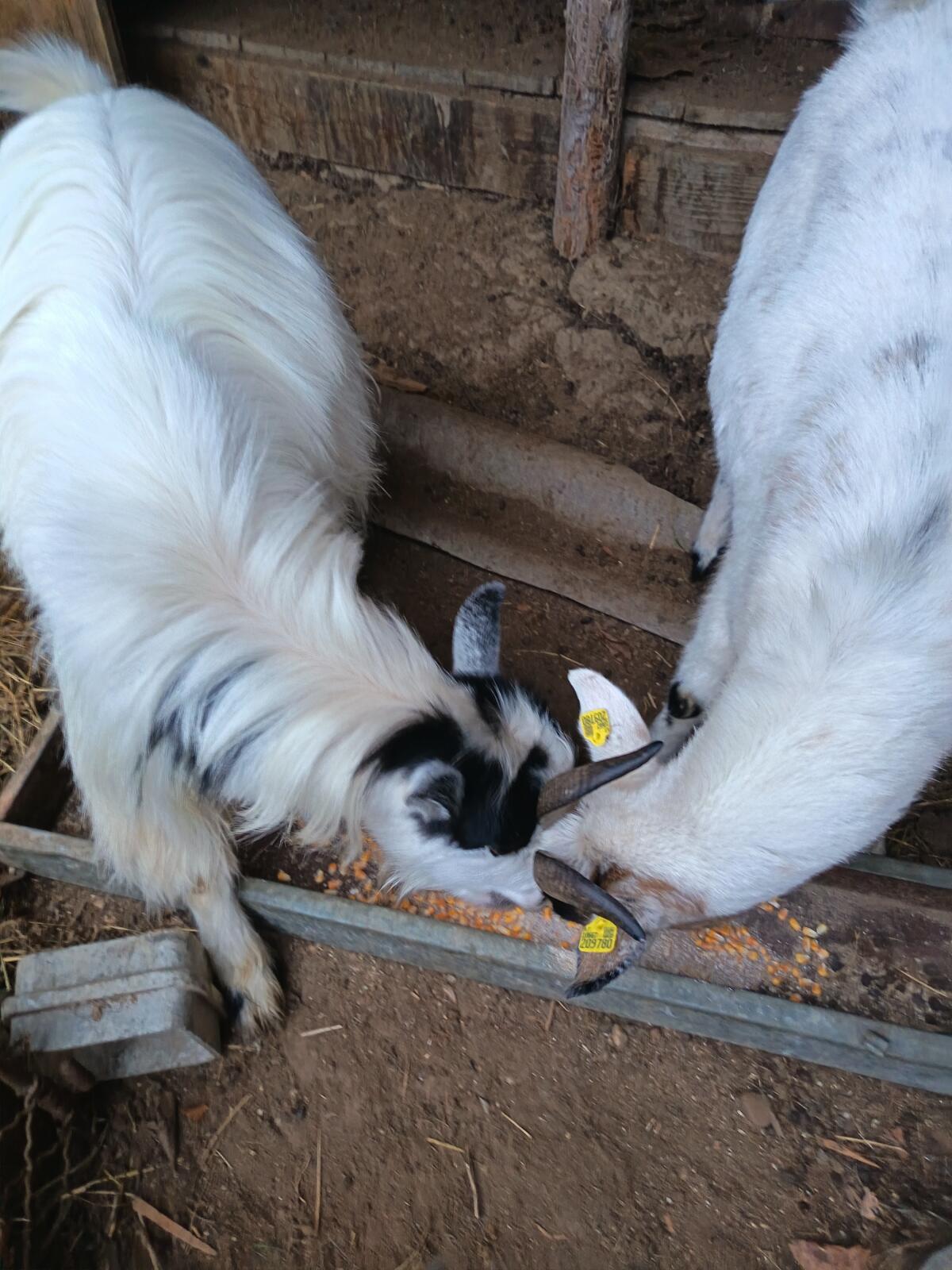 2 Zwergziegenböcke 1