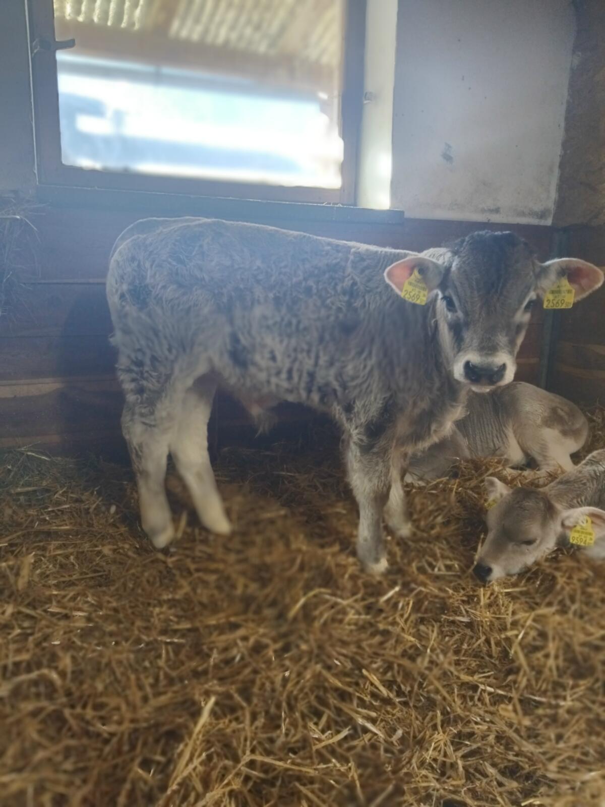Stierkalb zur Weitermast 1