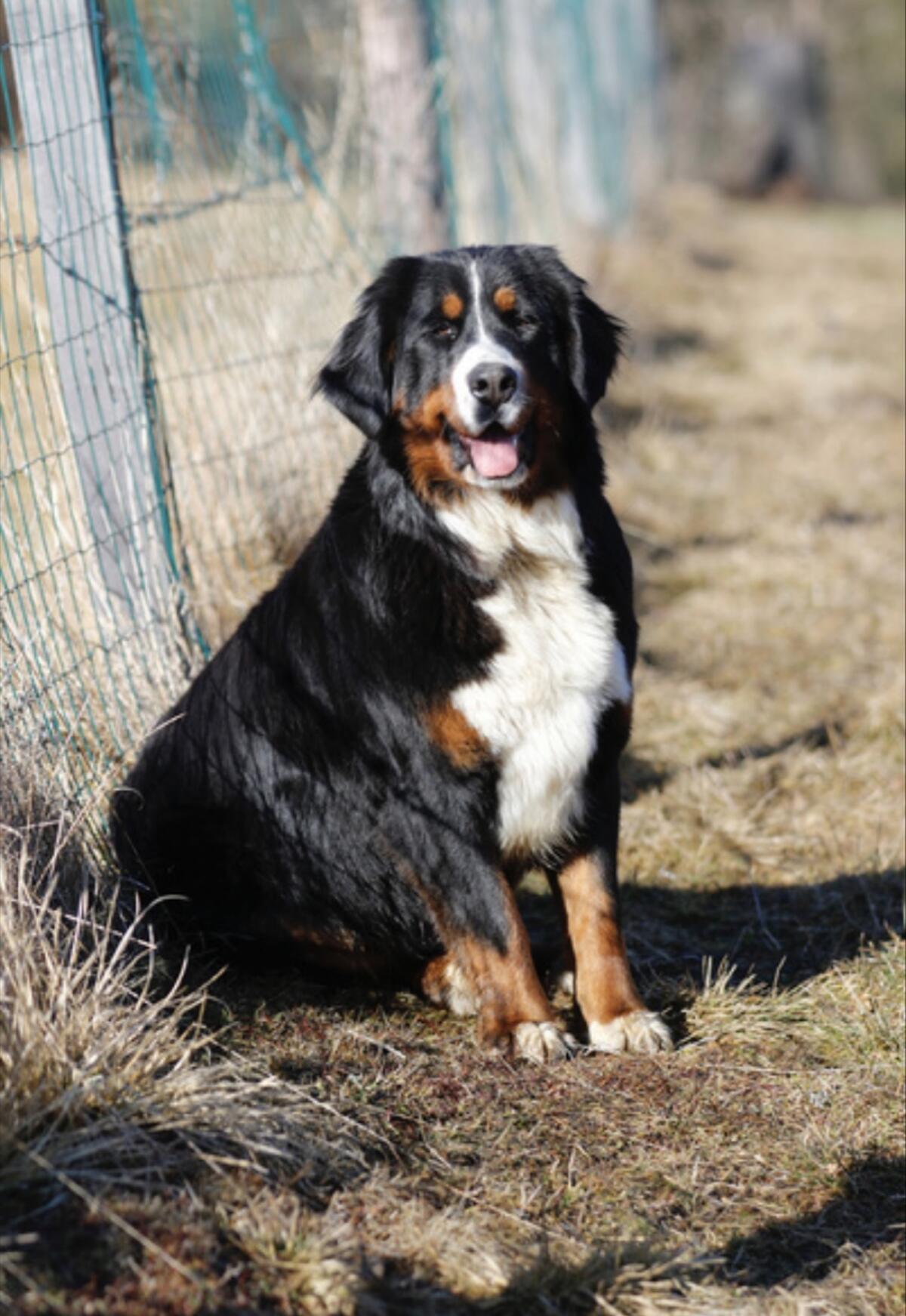 Berner Sennen Hündin 1