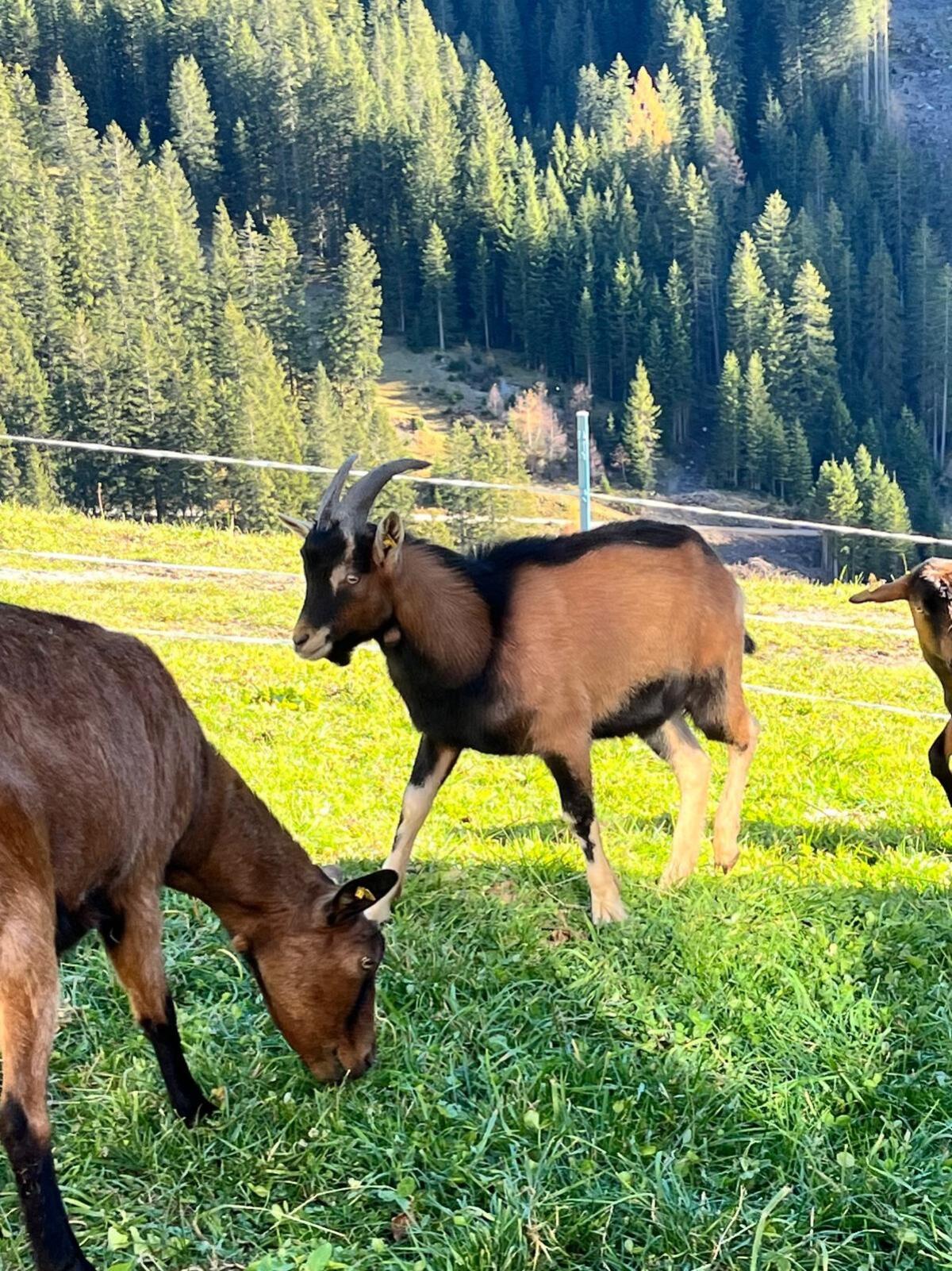 Ziegenbock ohne HB 1