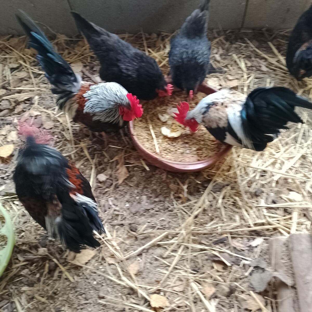 Europäische Serama Hähne 3