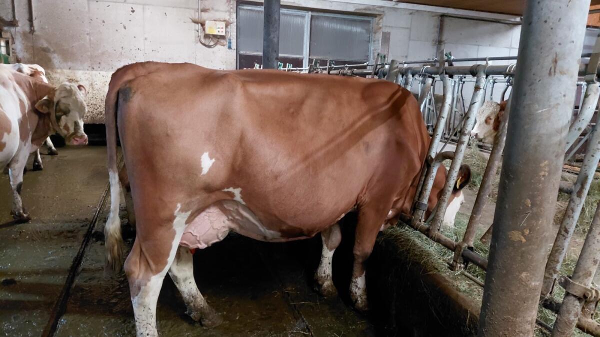 Fleckvieh-Kuh aus Bio-Heumilch-Betrieb 2